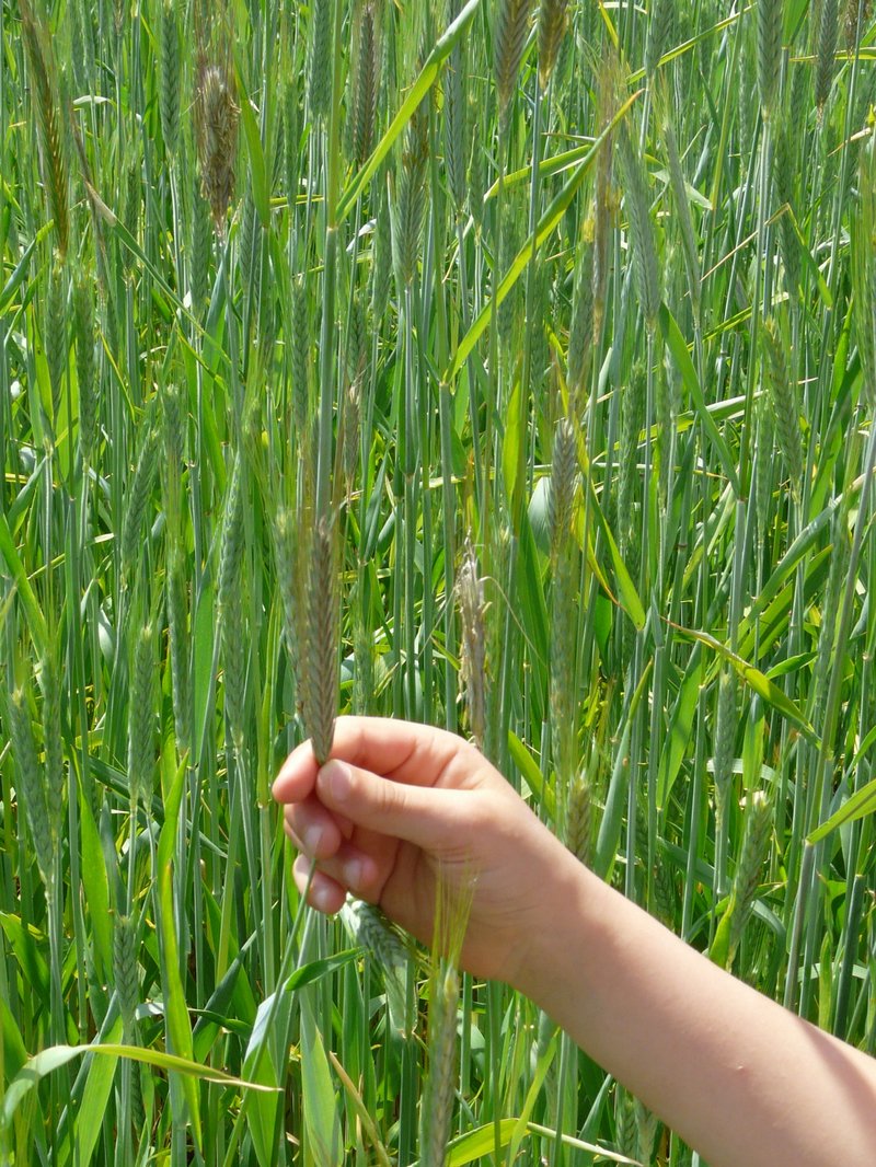 Practice - child examining leaf with curiosity