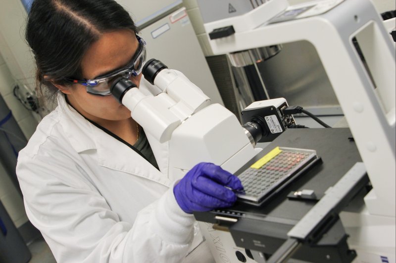 Animal - scientist working with organ-on-chip technology