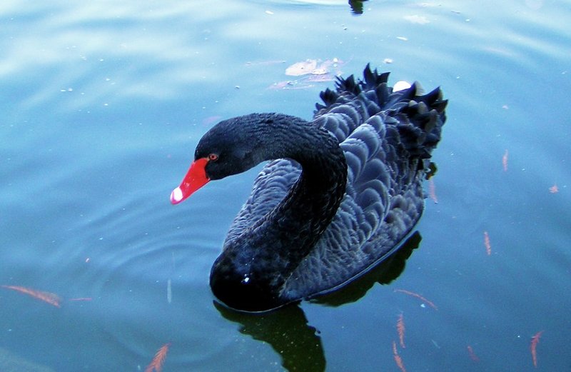 Falsifiability - black swan on water